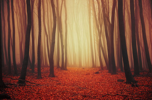 Autumn Wonder II.